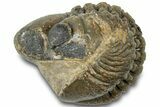 Bargain, Enrolled Reedops Trilobite - Atchana, Morocco #310737-2